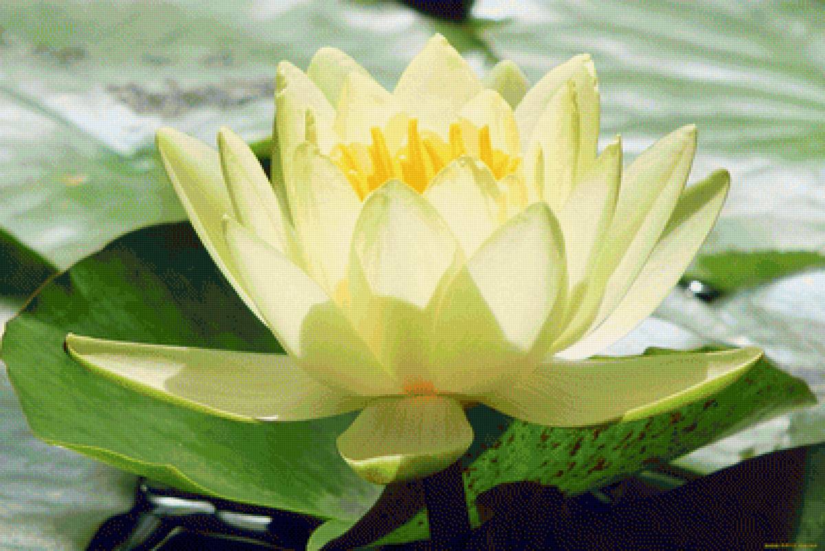 Кувшинка - цветы, кувшинка - предпросмотр