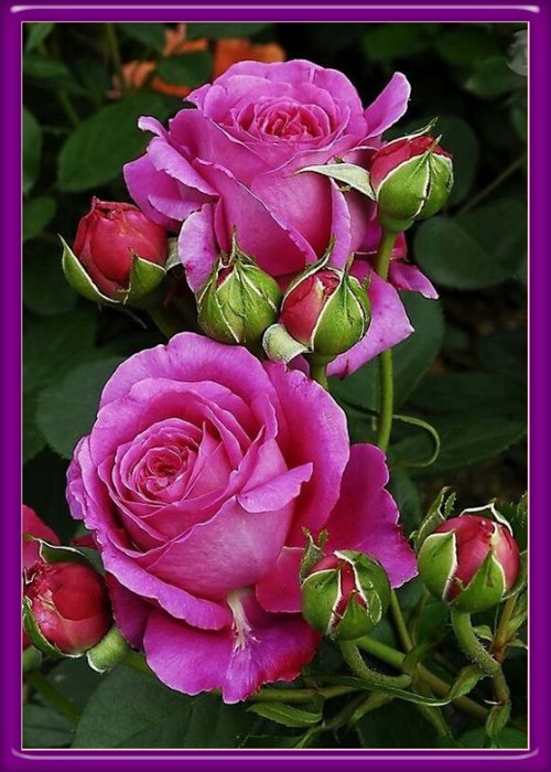 Розы - роза, цветы - оригинал