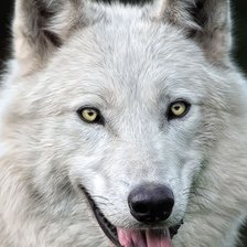 Схема вышивки «Белый волк»