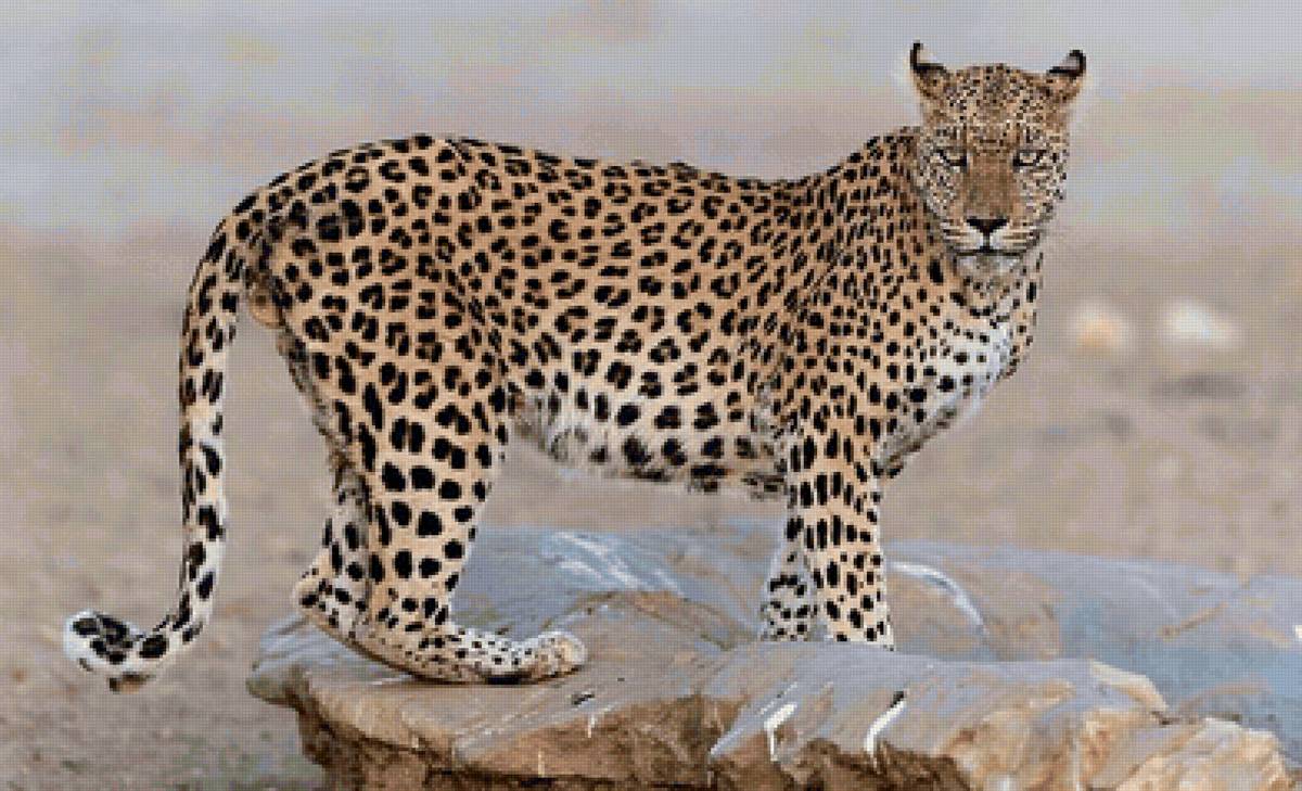 Onça pintada. - animais. - предпросмотр