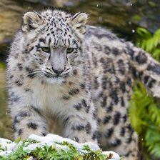 Схема вышивки «Filhote  felino.»