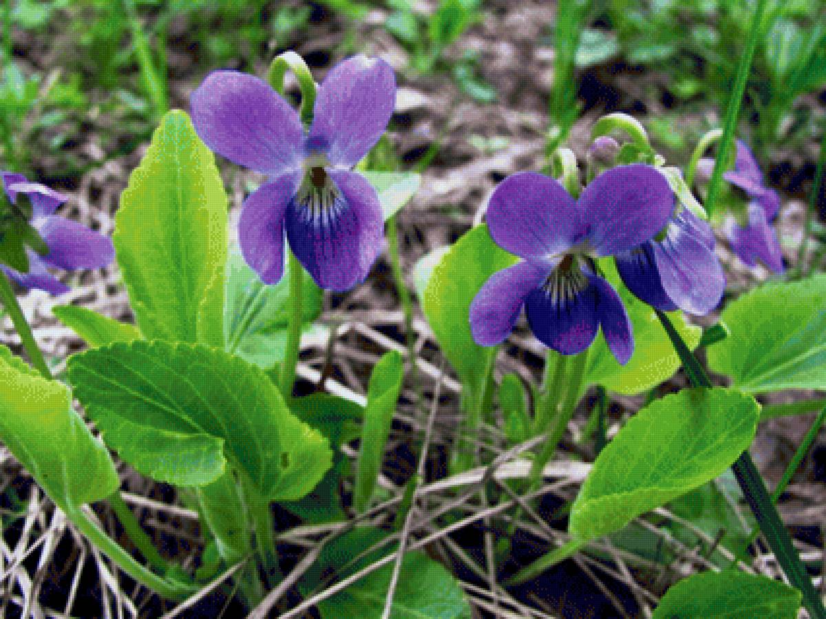 Лесные фиалки - фиалки, цветы - предпросмотр