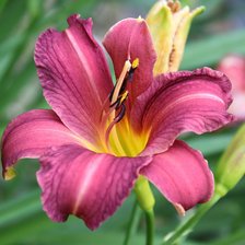 Схема вышивки «Лилейник»