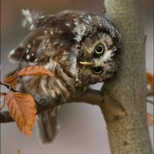 Схема вышивки «Сова»