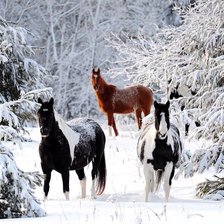 Схема вышивки «Кони»