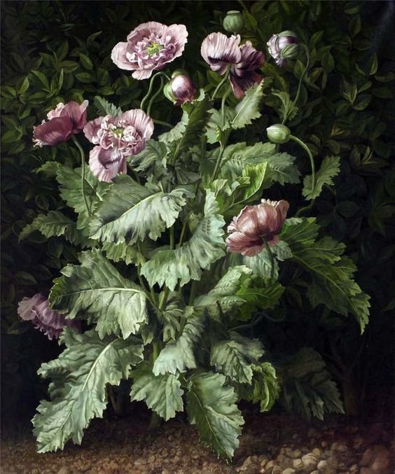 Gerald А.Cooper - маки, цветы - оригинал