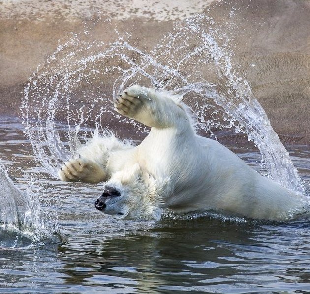 белый медведь - море, брызги, медведь, радость, пнк, природа - оригинал