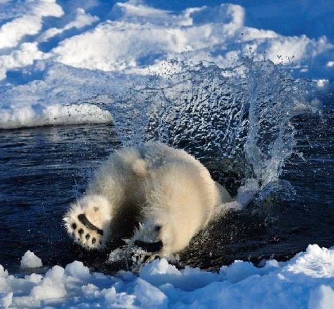 белый медведь - брызги, пнк, медведь, море, радость, природа - оригинал