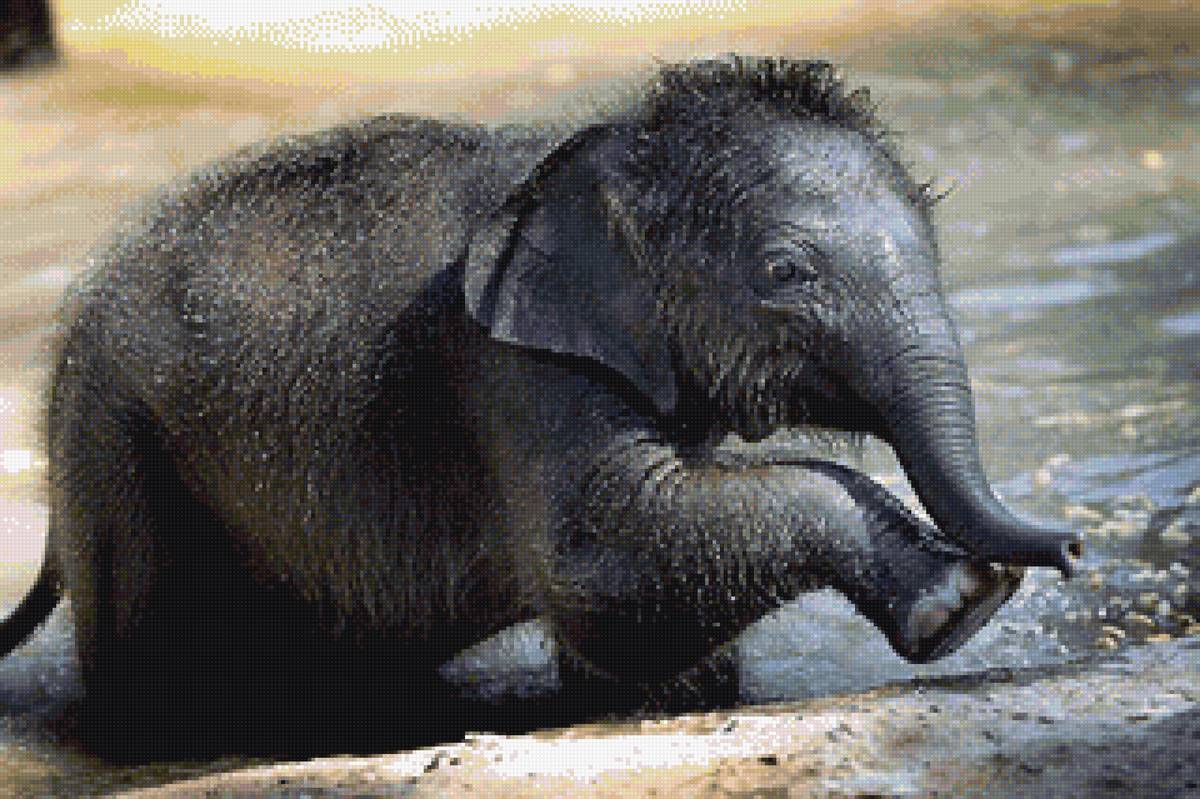 слоник - пнк, малыш, слоник, животгые, природа - предпросмотр