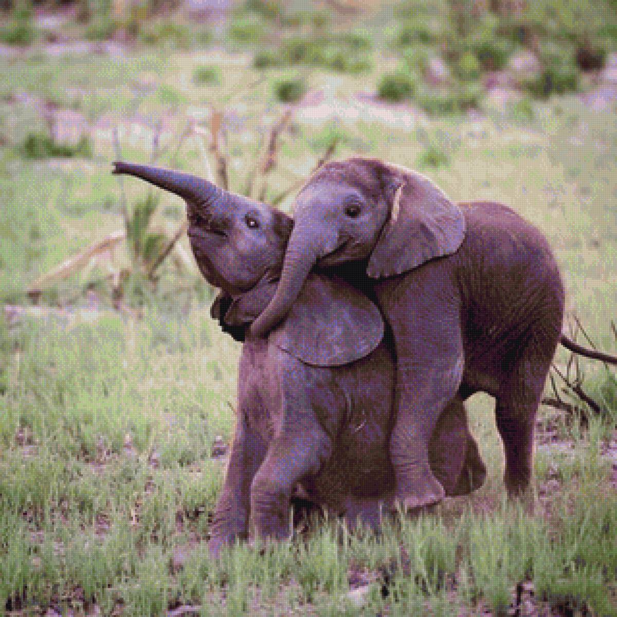 Веселый слоник. Карликовый слон. Маленький Слоник. Красивый Слоник. Милый Слоненок.