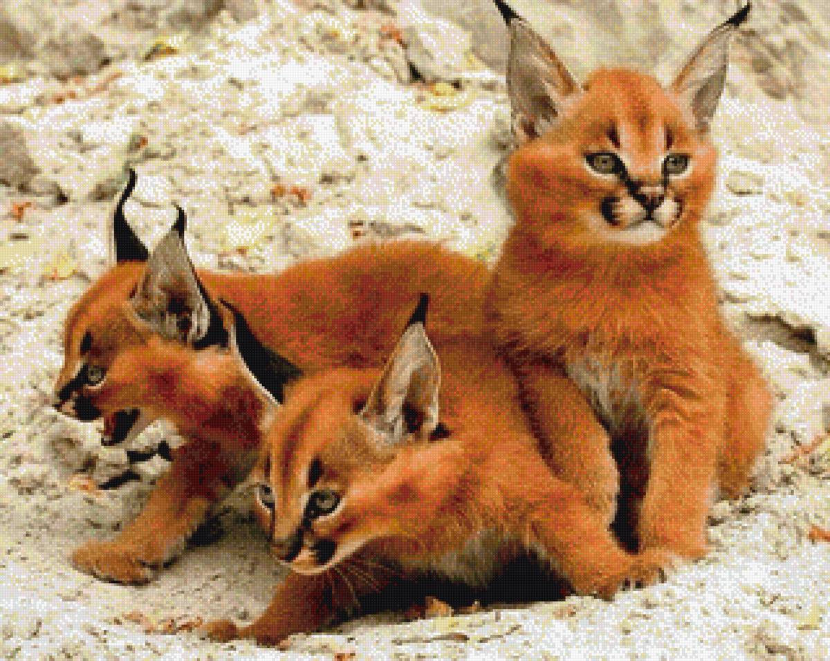 малыши - пнк, малыши, природа, животные - предпросмотр