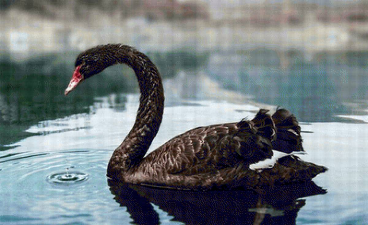 Черный лебедь - птицы, лебедь, озеро - предпросмотр