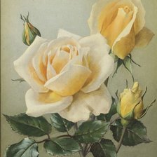 Схема вышивки «Роза»