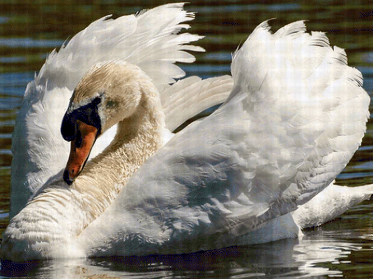 Лебедушка - птицы, озеро, лебедь - предпросмотр