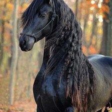 Схема вышивки «Caballo negro»