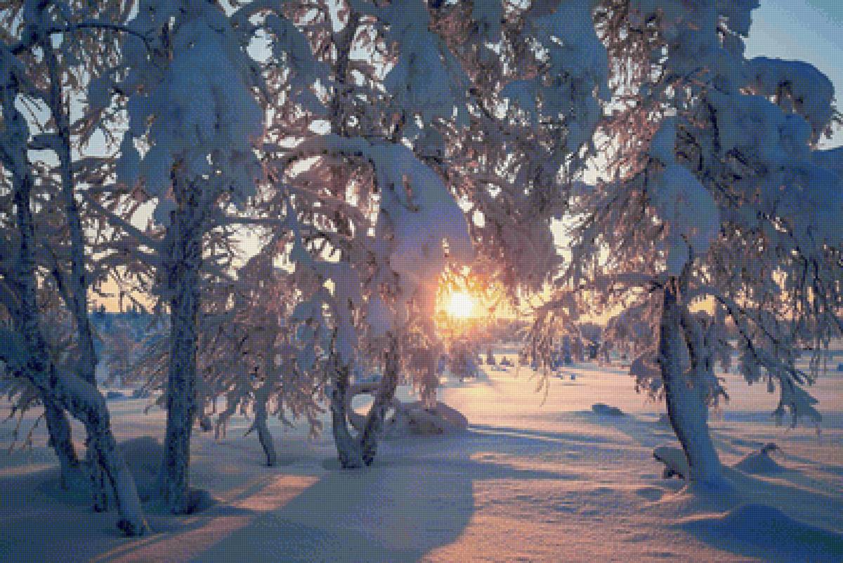 морозный денек - деревья, лес, снег, зима, природа - предпросмотр