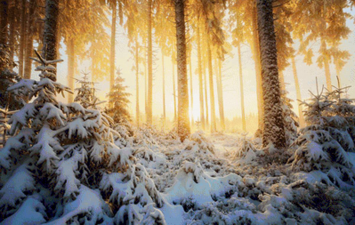 Солнечный денек - деревья, зима, снег, лес, природа - предпросмотр