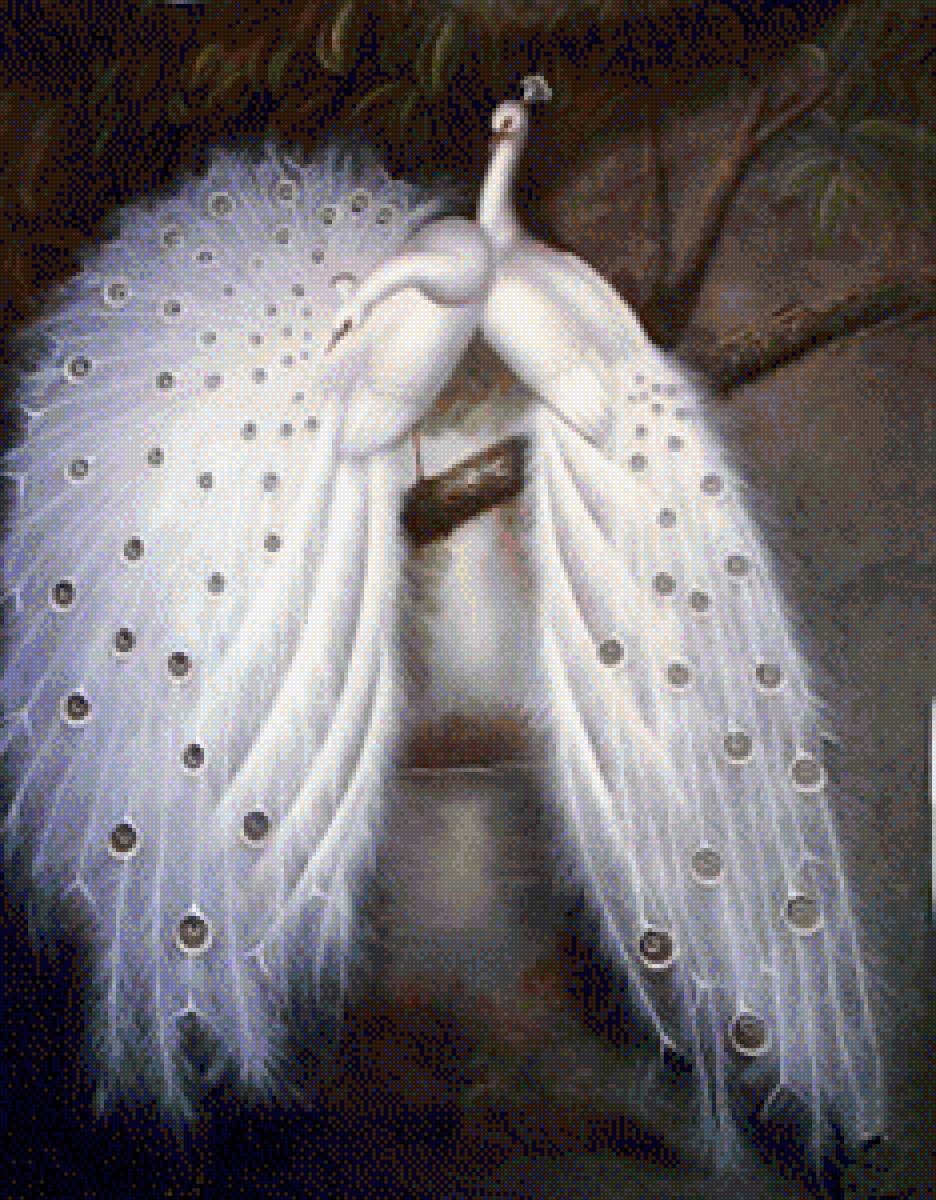 White Peacocks - peacock - предпросмотр
