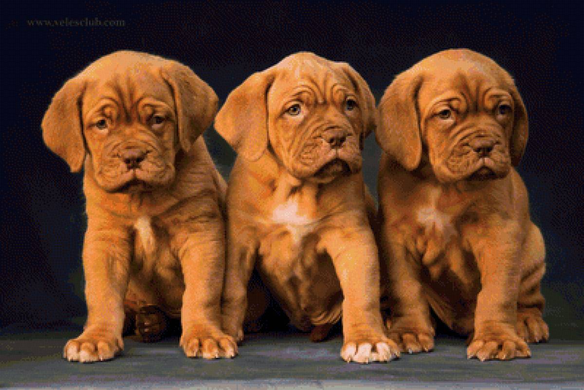 щены - бордоский дог - предпросмотр