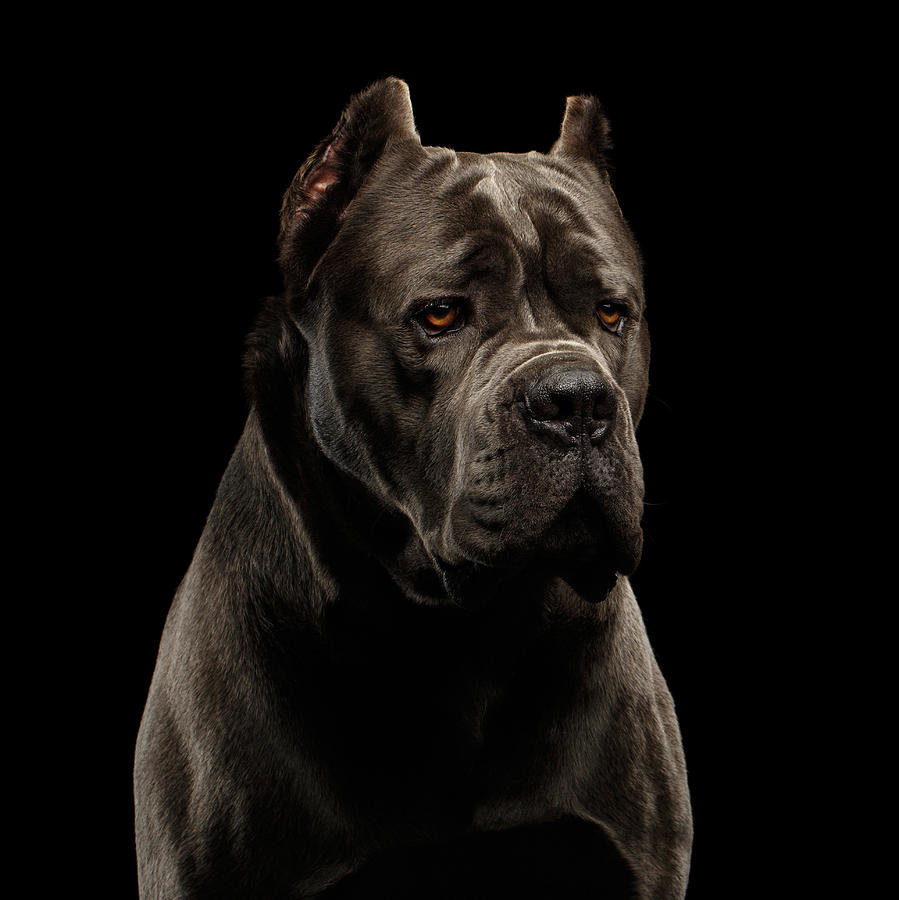 пес - оригинал