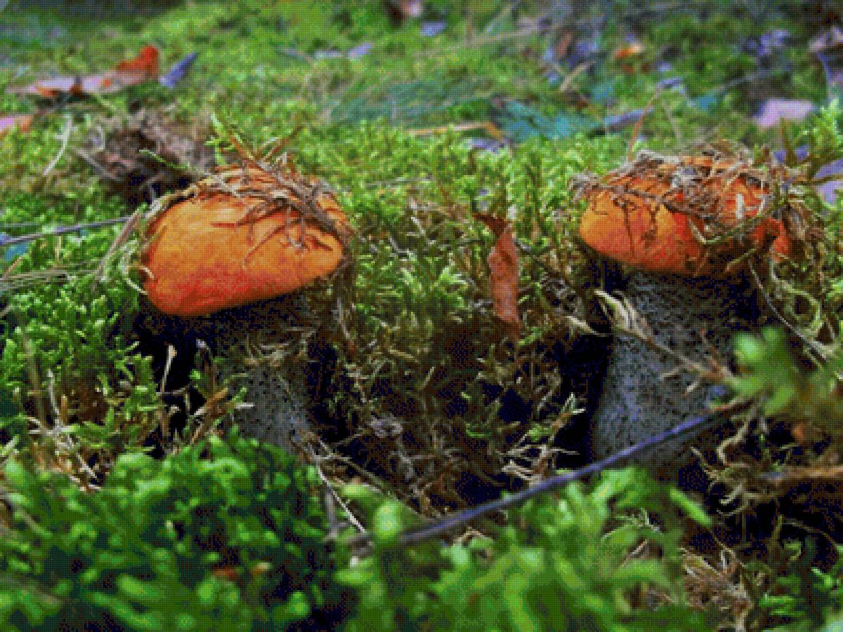 Спрятались - подосиновики, грибы - предпросмотр