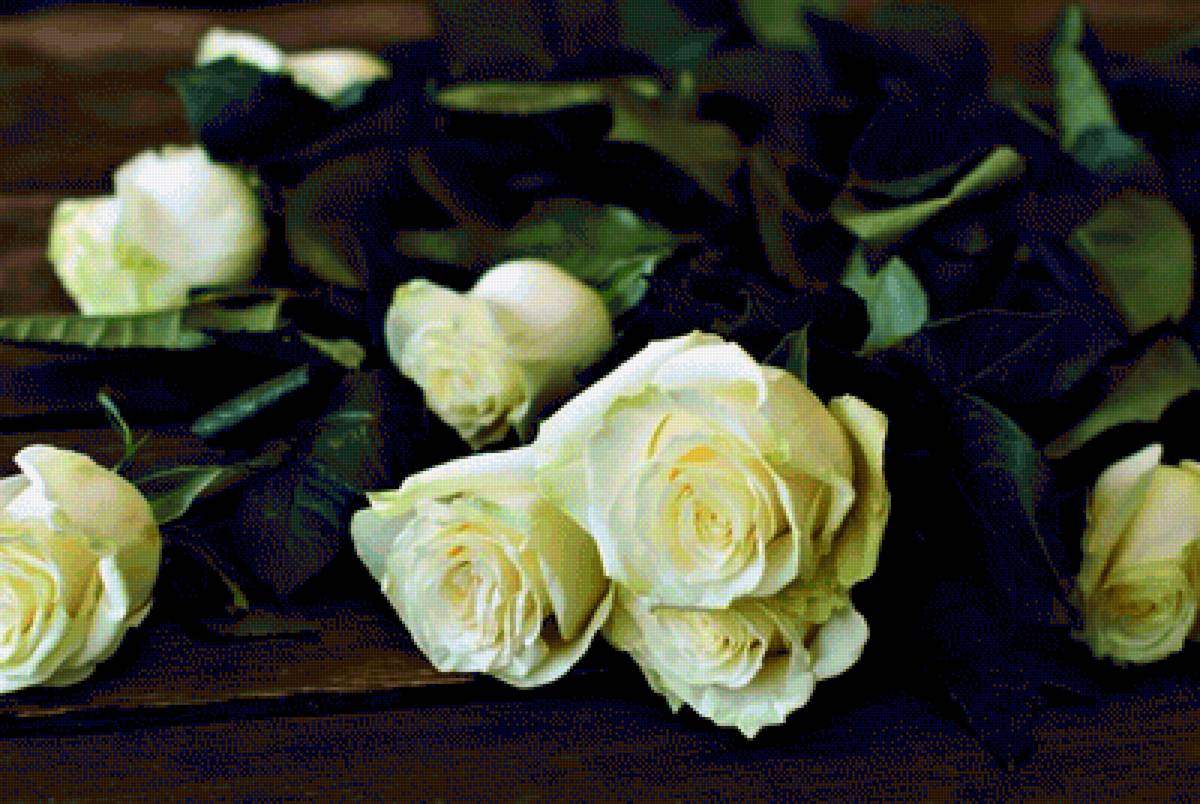 Розы - цветы, роза - предпросмотр