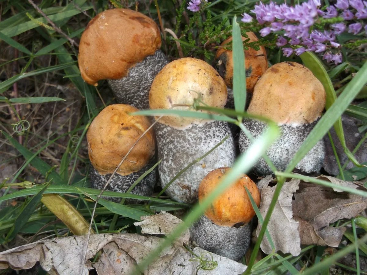 Грибное семейство - грибы, подосиновики - оригинал