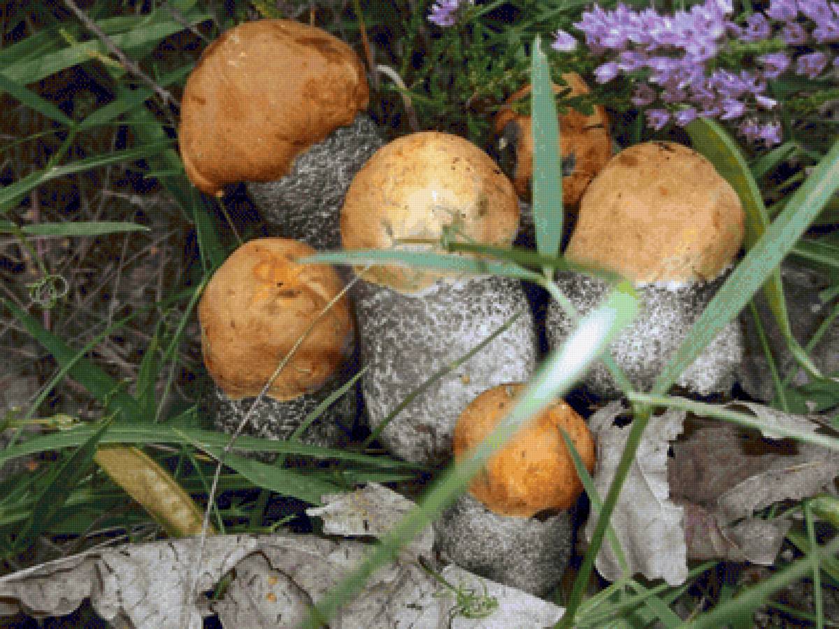 Грибное семейство - подосиновики, грибы - предпросмотр
