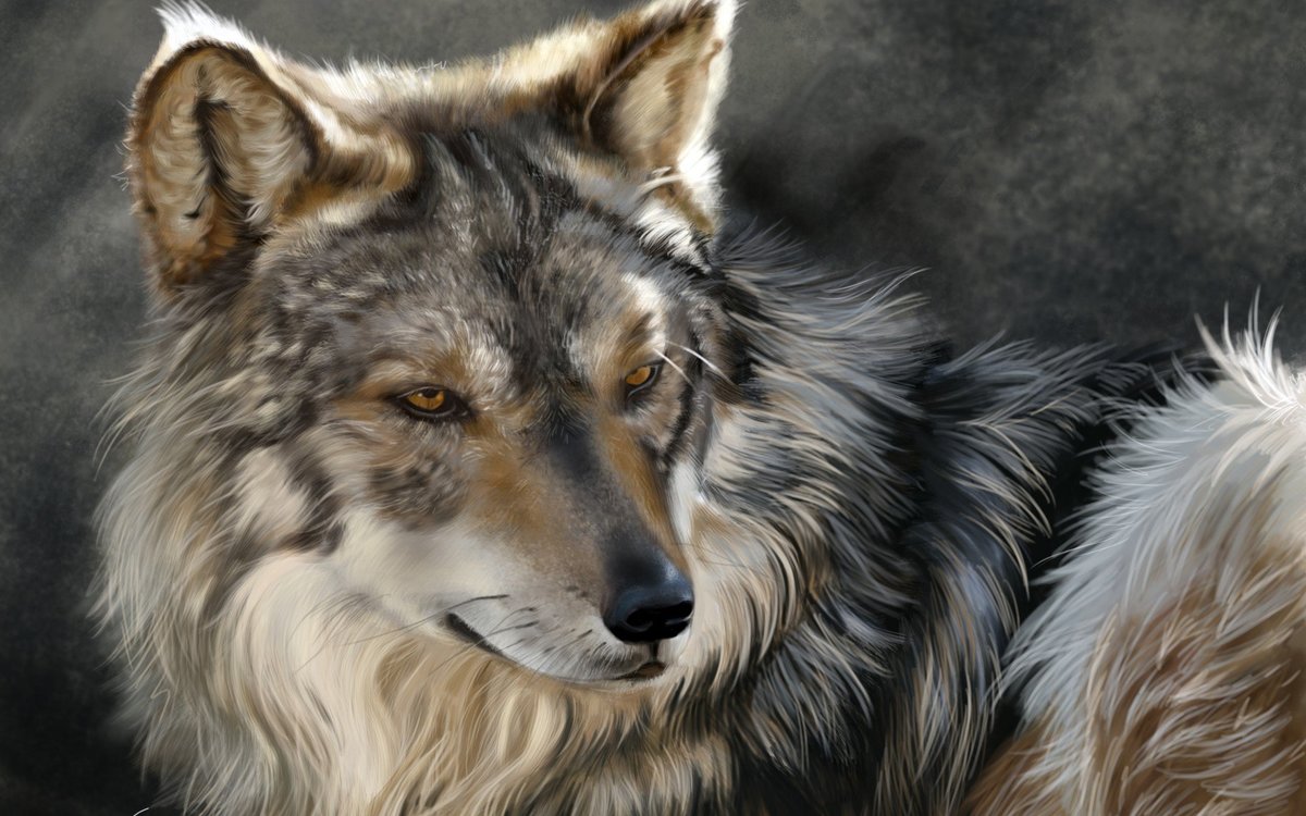 волк - животные, портрет, волк - оригинал