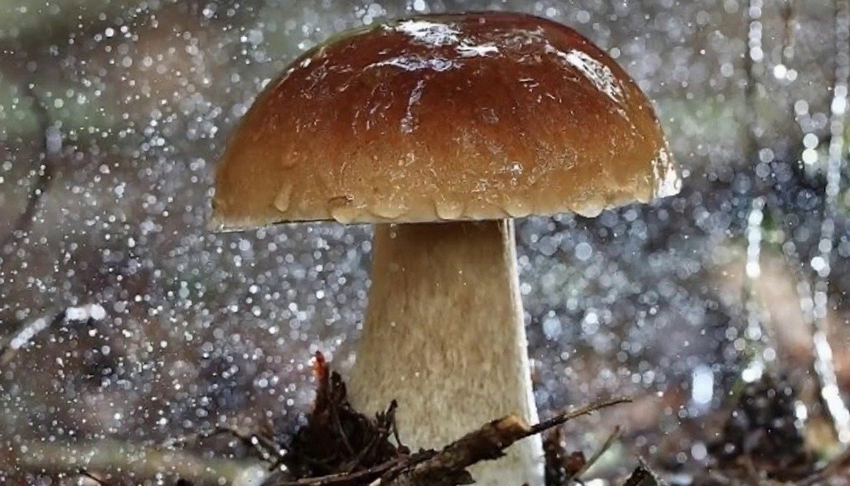 Под дождем - , грибы, лес, дождь, природа - оригинал