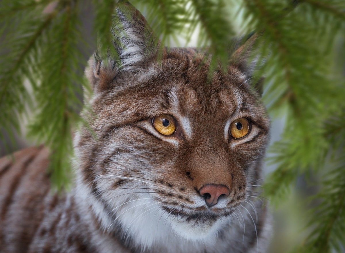 Lince. - animais. - оригинал