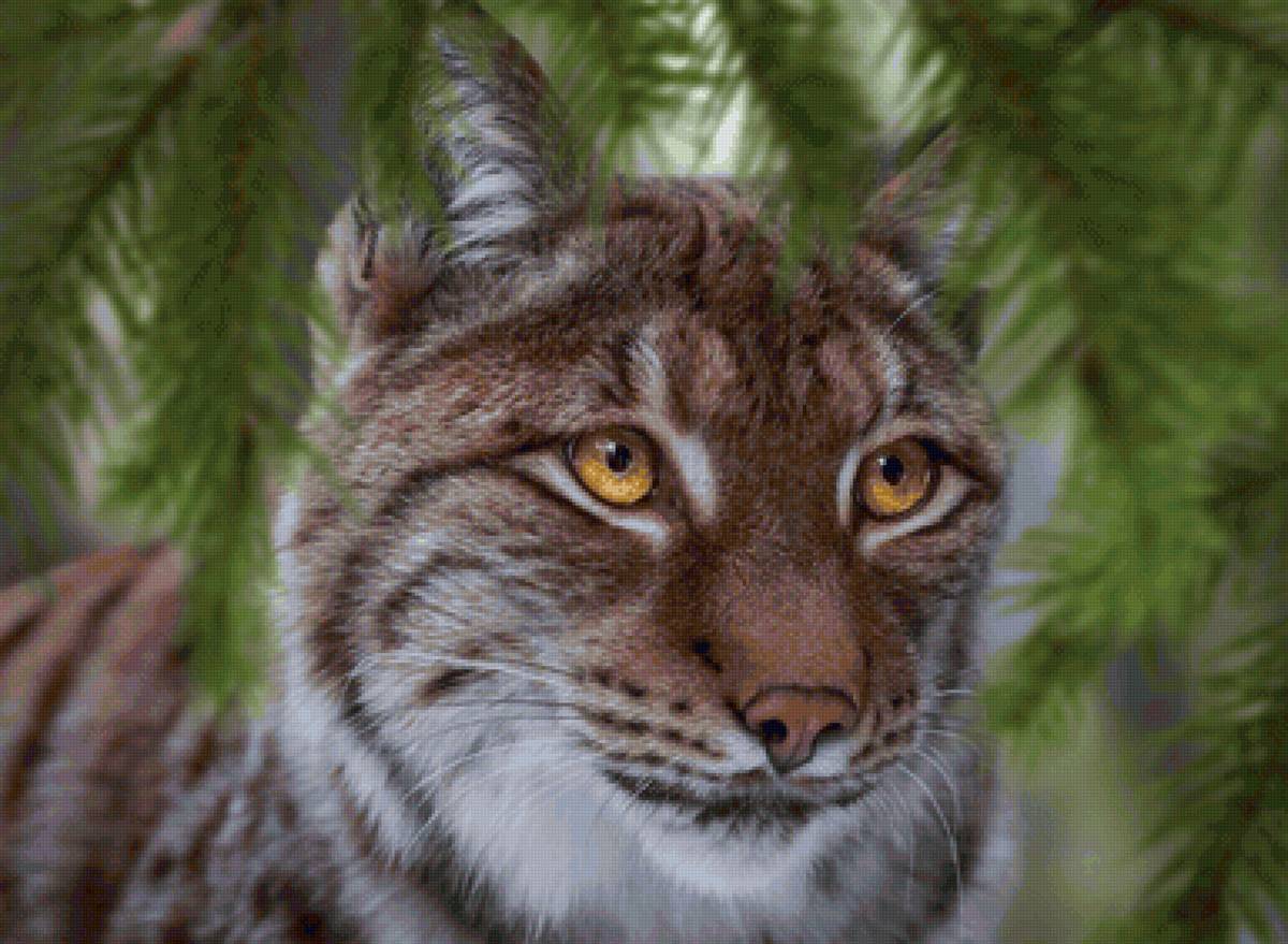 Lince. - animais. - предпросмотр