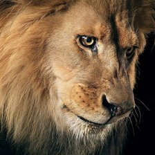 Схема вышивки «лев»