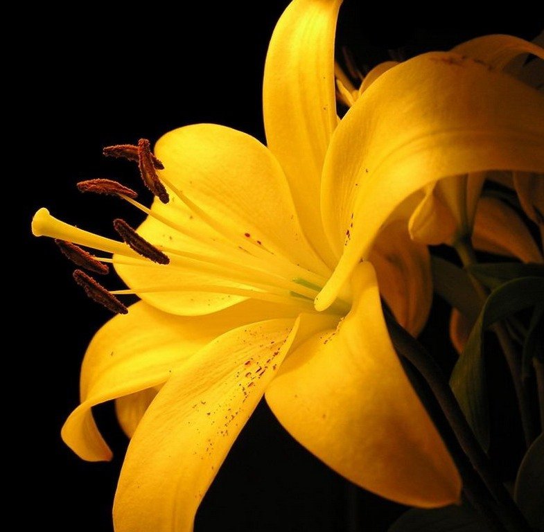 букет - букет - оригинал