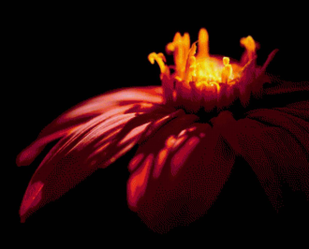 цветок - цветок - предпросмотр