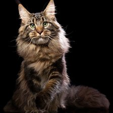 Схема вышивки «кот»