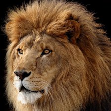 Оригинал схемы вышивки «лев» (№2295711)