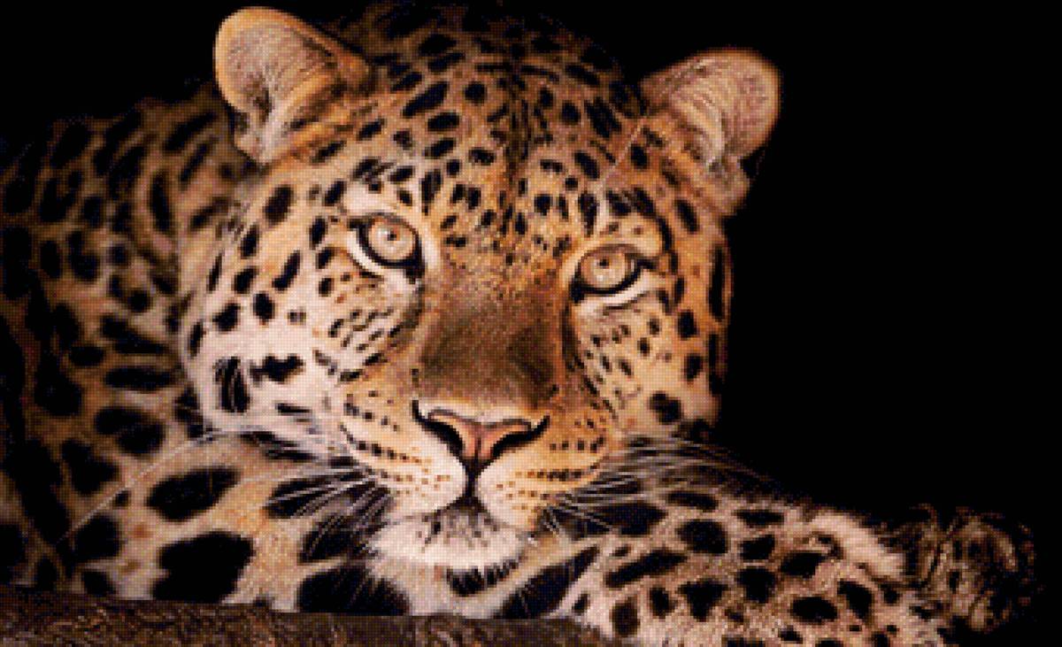 леопард - портрет, животные, леопард - предпросмотр