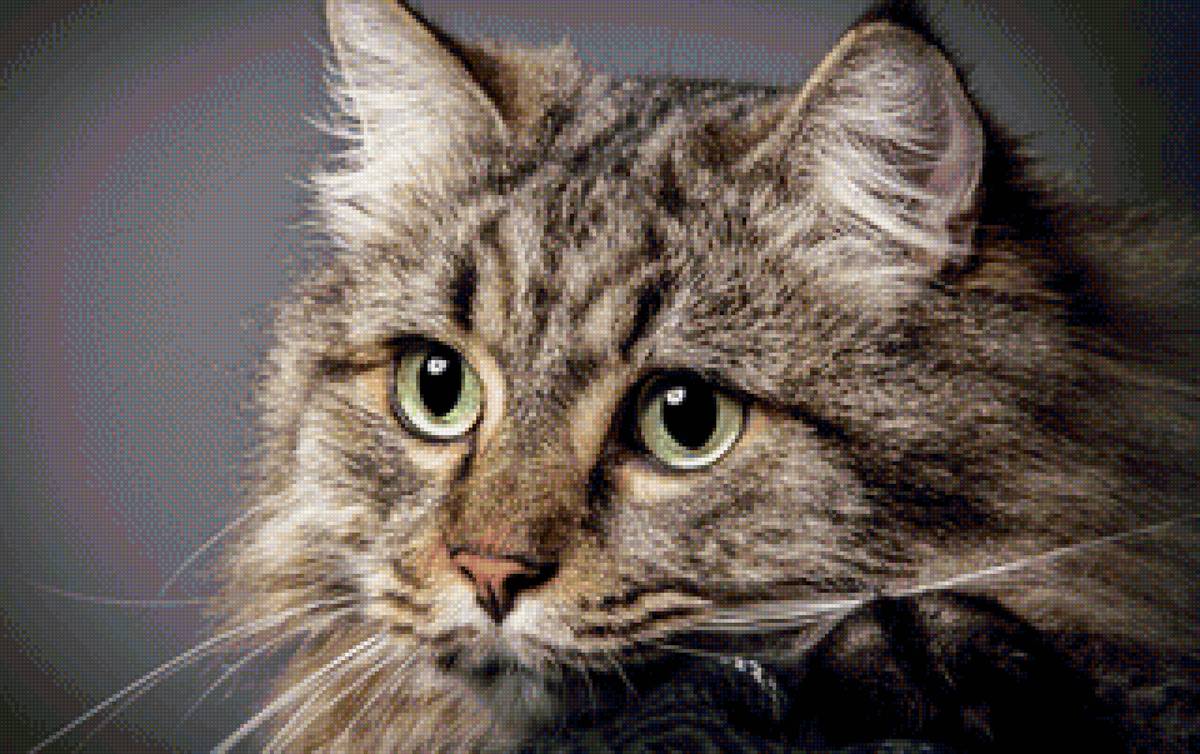 кот - животные, кот, портрет - предпросмотр