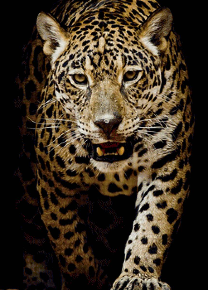 леопард - животные, леопард, портрет - предпросмотр