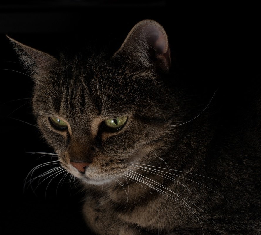 кот - кот, животное - оригинал