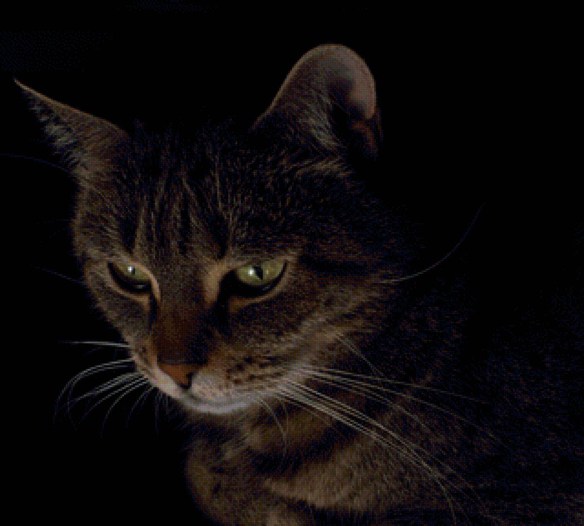 кот - животное, кот - предпросмотр