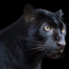 Схема вышивки «пантера»