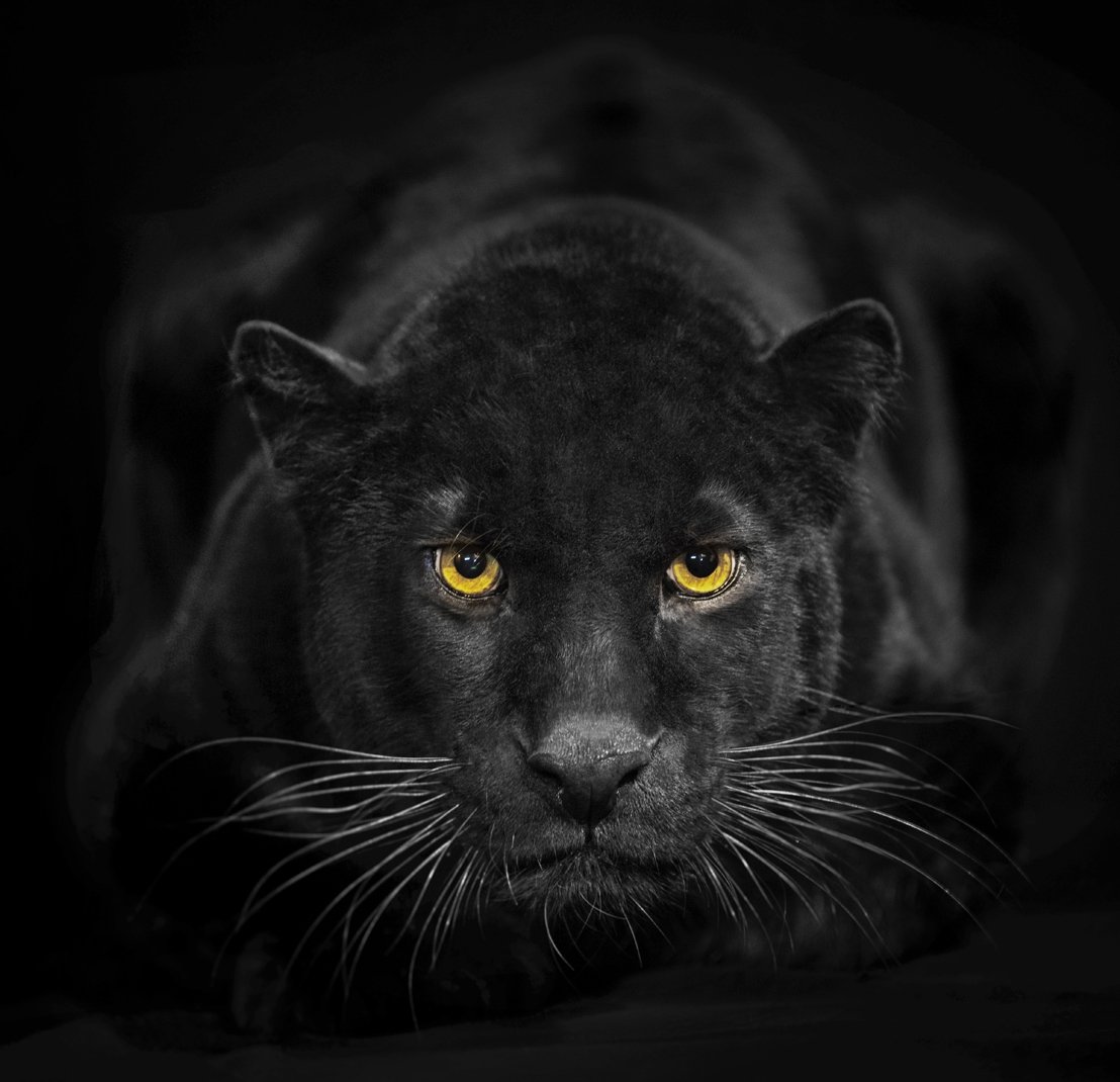 пантера - животные, пантера, взгляд - оригинал