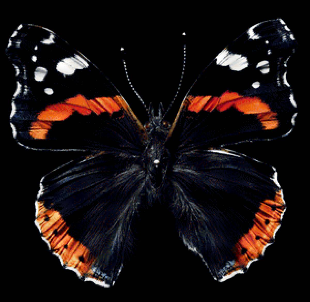 бабочка - бабочка - предпросмотр