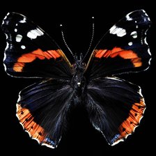 Оригинал схемы вышивки «бабочка» (№2295745)