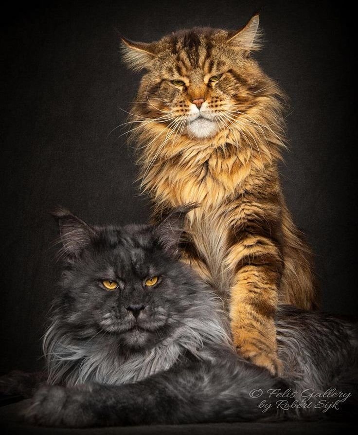 друзья - портрет, животные, кот - оригинал