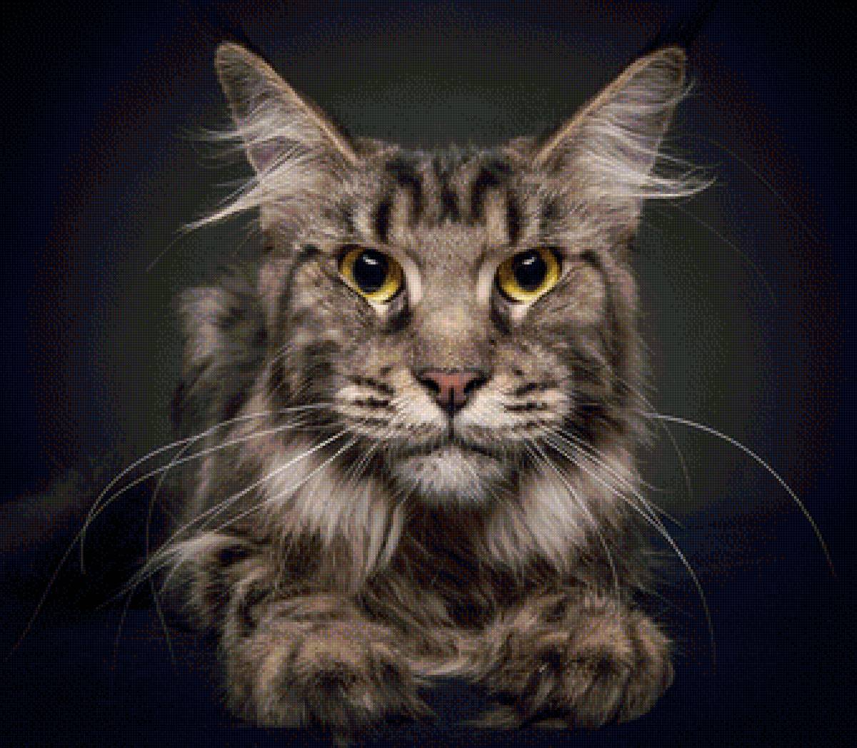 кот - кот, портрет, животные - предпросмотр