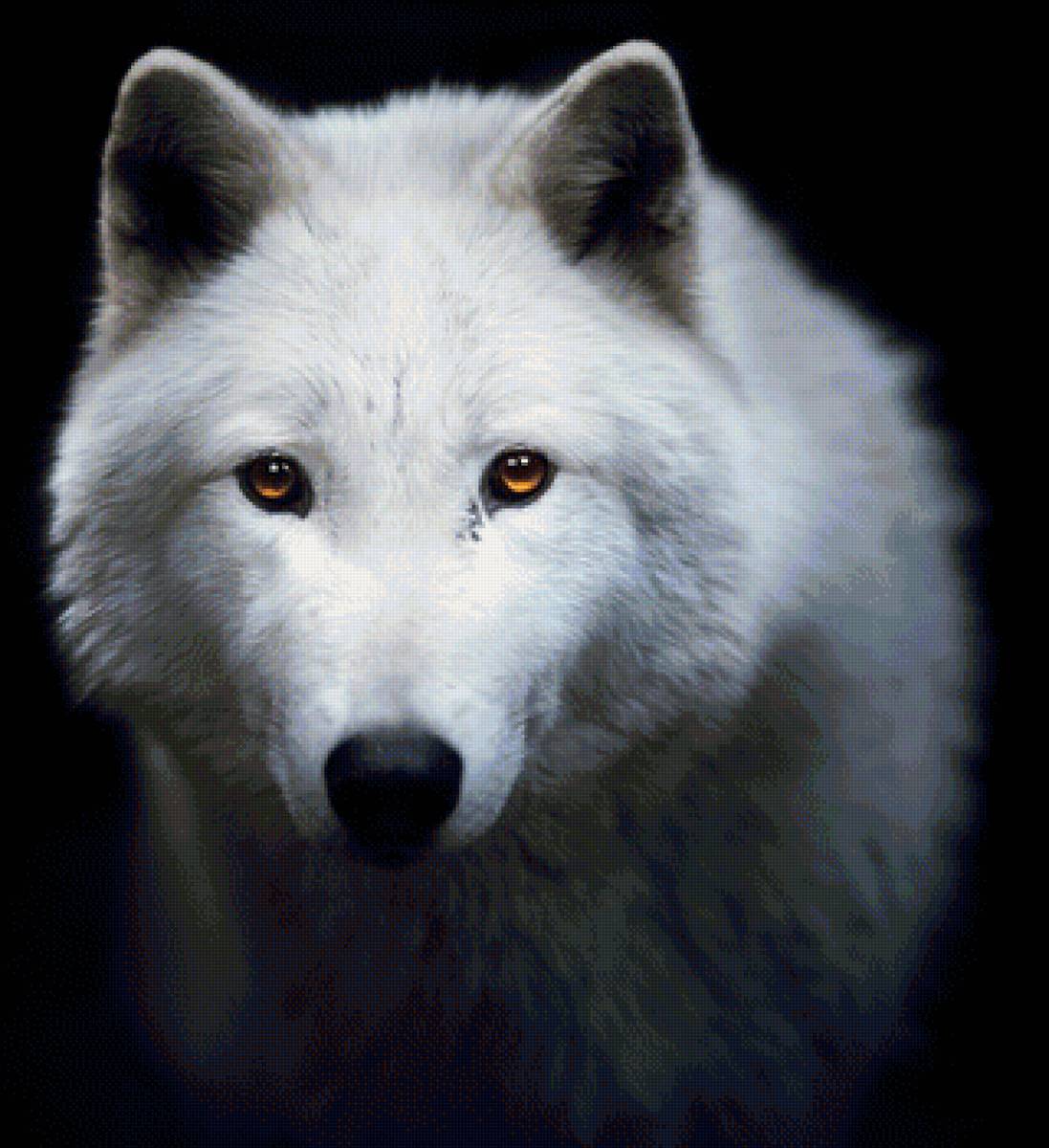 волк - портрет, волк, животные - предпросмотр