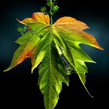 Схема вышивки «листок»